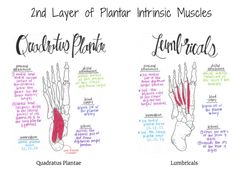 two hand diagrams showing the different muscles and their functions