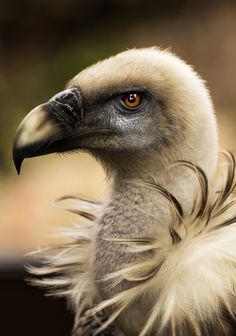 a close up of a bird with feathers on it's neck and head,