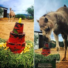 two pictures side by side one with a camel and the other with a cake