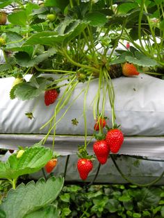 The sweet smell of strawberries filled this picking farm in Cameron Highlands, Malaysia. Cameron Highlands Aesthetic, Highlands Aesthetic, Strawberry Aesthetic, Gingham Outfit, Viral Aesthetic, Dream Vacation Spots, Strawberry Farm