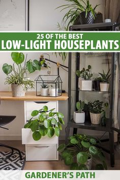 A vertical image of the corner of a room with a shelving unit and desk filled with a variety of different tropical low-light houseplants. To the top and bottom of the frame is green and white printed text. Indoor Plants Ideas Decor, Hanging Plant Indoor, Interior Gardens, Houseplant Tips, Plants Guide, A Frozen Flower, Indoor Plant Ideas, Low Light House Plants, Indoor Plants Styling