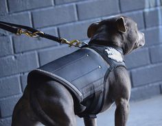 a dog wearing sunglasses and a leather vest on a leash standing in front of a brick wall