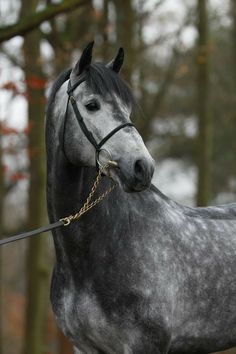 a black and white horse with a gold chain on it's bridle