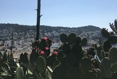 cactus plants with city in the background