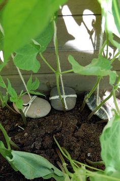 there are two rocks in the dirt next to some plants