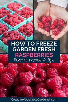 text: how to freeze garden fresh raspberries, favorite recipes and tips. photos: hand holding raspberries, raspberries in containers on table, pile of raspberries Real Food Meal Plan, Healthy Fruit Pizza, Cheese Cauliflower, Prevent Food Waste, Avocado Mousse, Frozen Raspberries