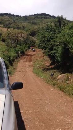 a car driving down a dirt road in the middle of some bushes and trees on both sides