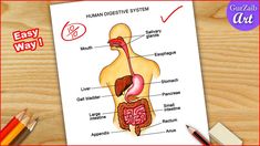 an easy way to learn how to draw the human digest and its functions for kids