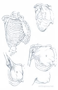 some drawings of different types of human body