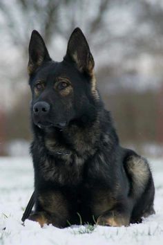 a black and brown dog laying in the snow