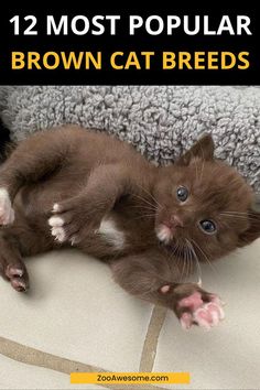 Top Brown Cat Breeds Overviewed: A Complete Guide | Cat Lover, Funny Cats, Pet Cat Care Tips & Facts, Cat Behavior & Signs, Cat Training | Oriental Shorthair Cat, Manx Cat, Persian, Devon Rex, York Chocolate Cat