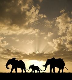 three elephants are silhouetted against the sun as they walk across an open field in front of clouds