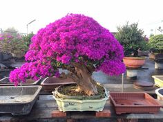 a bonsai tree with purple flowers growing in it's potted planter