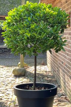 a small tree in a black pot next to a brick wall and cobblestone walkway