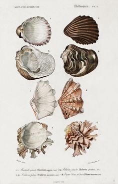 an antique print of seashells from the 19th century, showing different types of shells