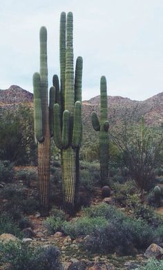 several cactus trees in the desert with mountains in the background