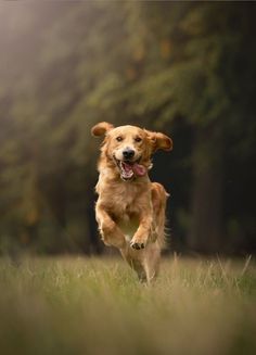 a dog running in the grass with its mouth open