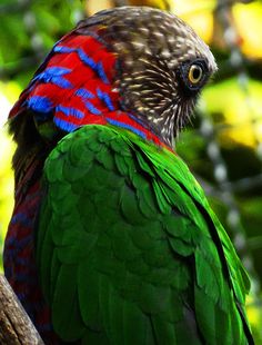 a colorful bird sitting on top of a tree branch