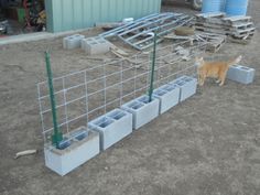 a cat is standing in front of a fence and some cinder blocks on the ground