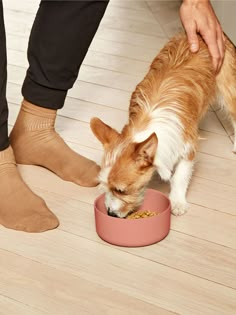 a dog eating food out of a pink bowl on the floor next to someone's feet