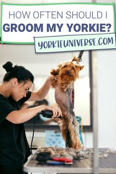 a woman grooming a dog with a blow dryer