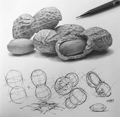 pencil drawing of nuts and other objects