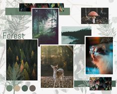 a collage of photos with trees, plants and animals in them that say forest