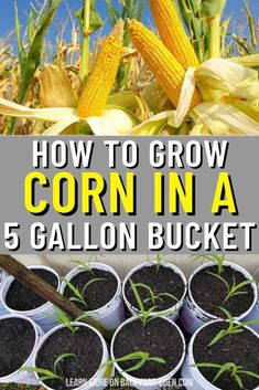 how to grow corn in a 5 gallon bucket with text overlay reading how to grow corn in a 5 gallon bucket