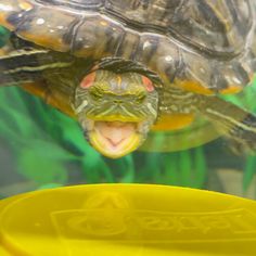 a close up of a turtle in a tank with its mouth open