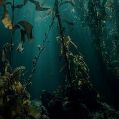 an underwater view of seaweed and other marine life