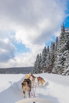 two dogs are pulling a sled through the snow with trees in the back ground