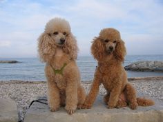 two poodles sitting on a rock near the ocean