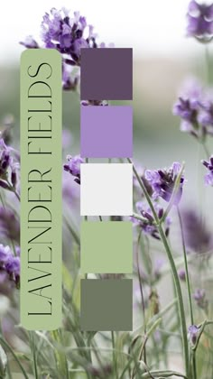 purple flowers are in the foreground and green text reads lavender fields