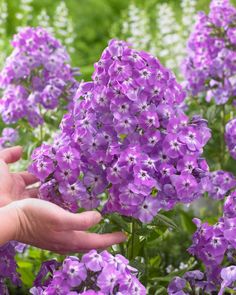 purple flowers are being held by someone's hand