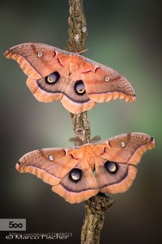 two moths sitting on top of a tree branch with their wings spread out and eyes open