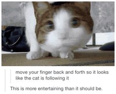 a cat is looking at the camera with caption that reads, going to be gone for a while here's a cat for entertainment move your finger back and forth