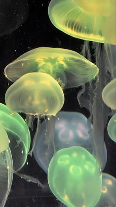 many jellyfish are floating in the water