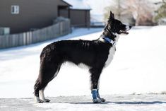 a black and white dog standing in the snow