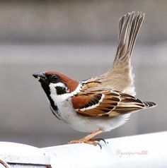 a small brown and white bird standing on top of a metal fence post with it's wings spread wide open