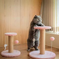 a cat standing on its hind legs in front of a scratching post with balls and toys attached to it