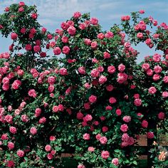 pink roses are blooming on the trees in front of a blue sky with wispy clouds