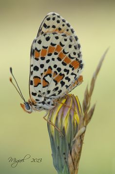 an orange and black butterfly sitting on top of a flower