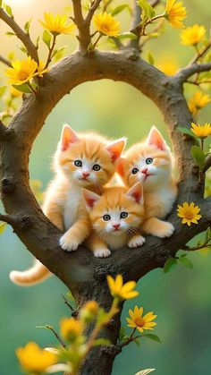 three kittens are sitting in the middle of a tree with yellow flowers on it