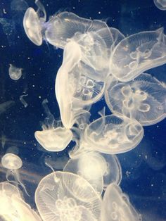 many jellyfish are swimming in the water