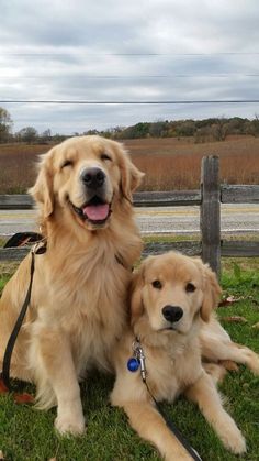 two golden retrievers are sitting in the grass