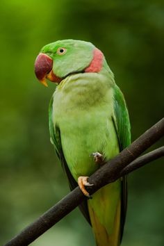 a green parrot sitting on top of a tree branch