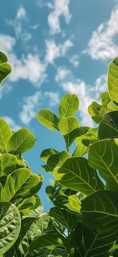 green leaves against the blue sky and clouds