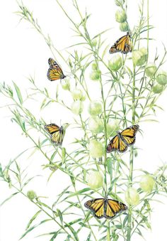 watercolor painting of three butterflies on a plant with white flowers and long green stems