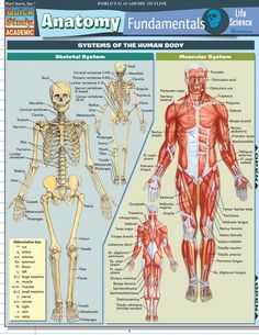 an image of the human body and its skeletal systems with text on it, which is also