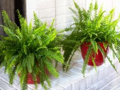 two potted plants sitting on top of a window sill next to each other